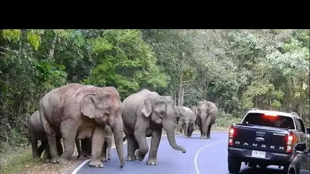 Thaïlande : une cohabitation de plus en plus difficile avec les éléphants sauvages • FRANCE 24