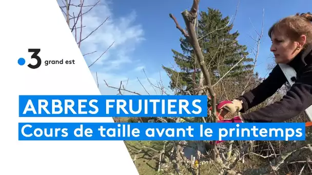 Arbres fruitiers : cours de taille avant le printemps