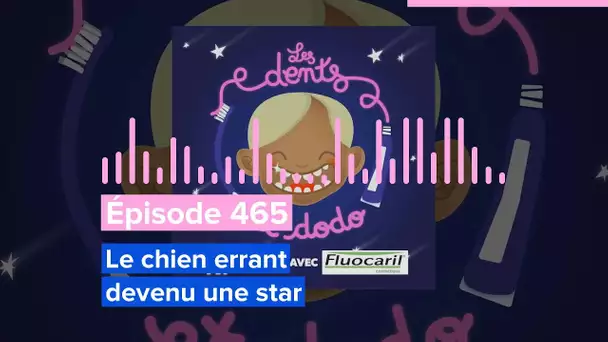 Les dents et dodo - Épisode 465 : Le chien errant devenu une star