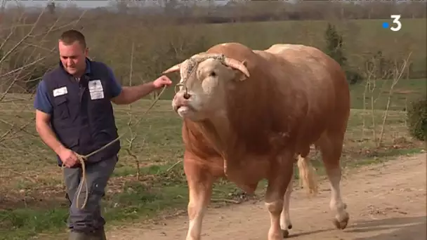Vendée : le taureau "Malinois" (Blond d'Aquitaine) concourt au Salon de l'Agriculture