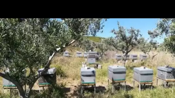 Martigues : solidarité envers les apiculteurs