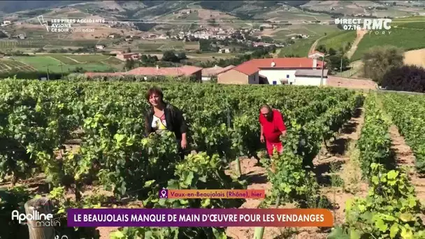 A dix jours du début des vendanges, le personnel manque