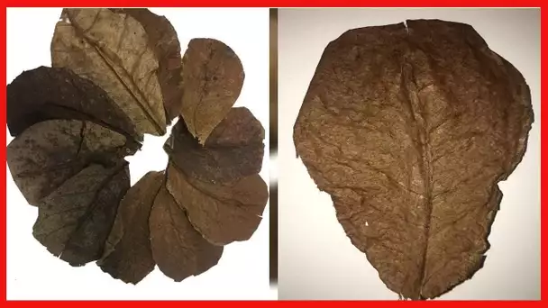 Betta / Shrimp Leaves 10 4"-6" Premium Catappa Indian Almond Leaves Natural Habitat Tannin Producing