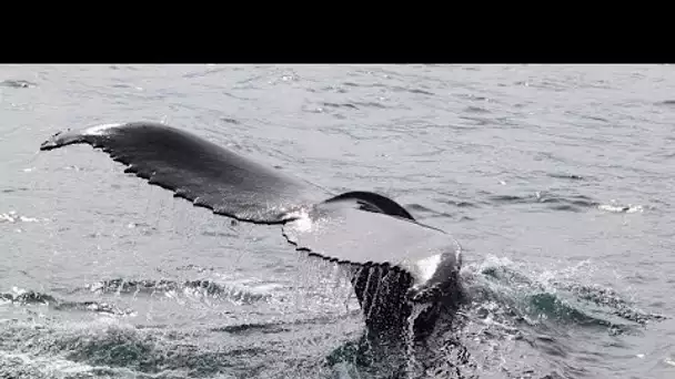 En Islande, des baleines stressées par les nombreux touristes ?