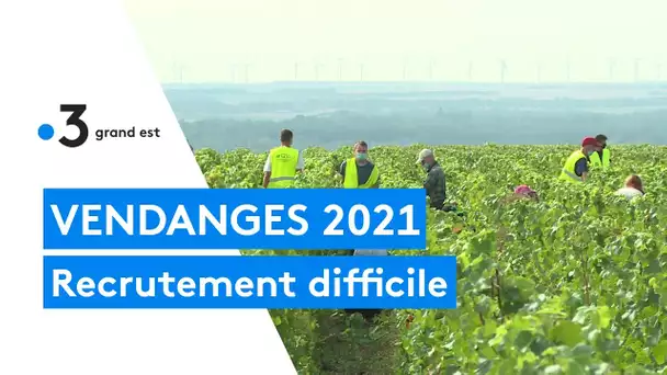 Vendanges 2021 : recrutement difficile cette année des vendangeurs