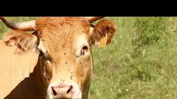 Agriculture et réchauffement climatique : comment s'adapter pour l'avenir ?