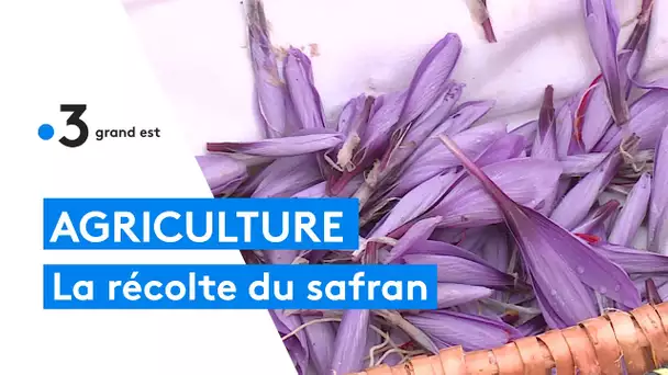 La récolte du safran chez une famille de producteurs de l'Aube