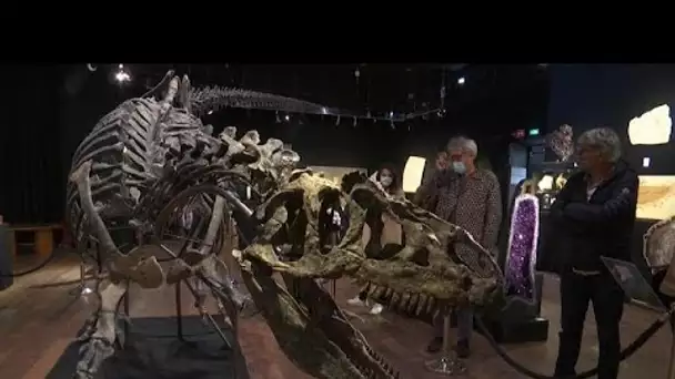 Le squelette d'un dinosaure vendu aux enchères à Paris