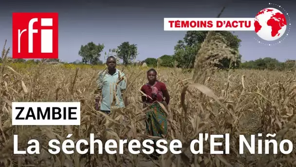 La Zambie à l'épreuve de la sécheresse d'El Niño • RFI