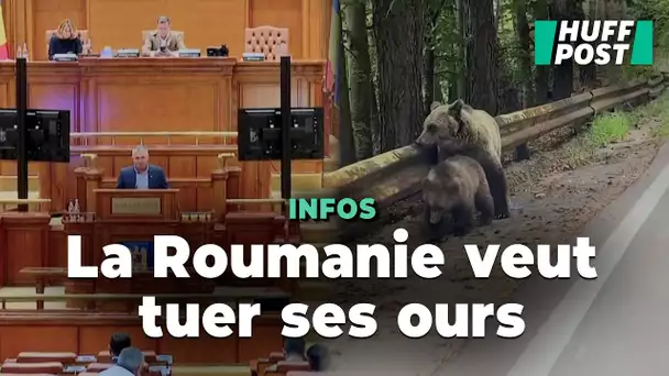 La Roumanie ne veut plus être « le seul pays en Europe » où un ours peut vous manger