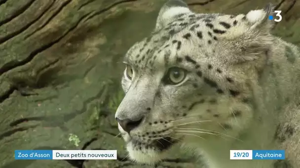 Zoo d'Asson : les deux bébés panthères des neiges ont rejoint leur mère