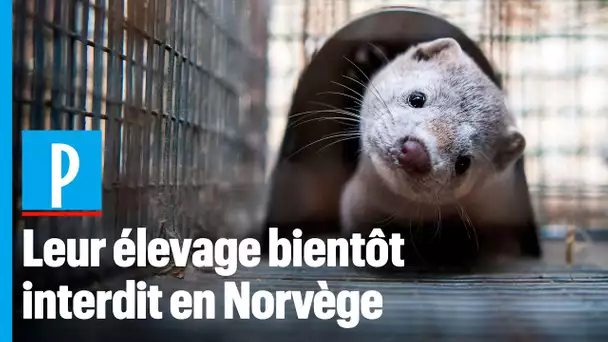 L&#039;élevage d&#039;animaux à fourrure sera interdit en Norvège à partir de 2025