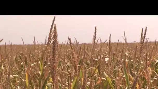 Hongrie : la sécheresse met en péril les plantations agricoles