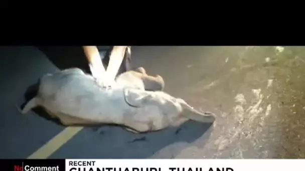 Un bébé éléphant sauvé par un massage cardiaque en Thaïlande