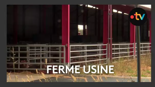 Une ferme de 1200 taurillons à Coussay-les-Bois dans la Vienne