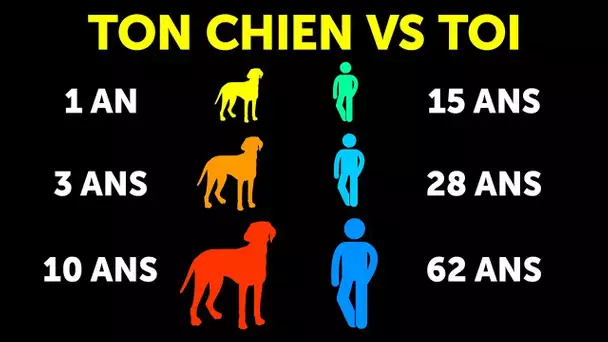 Pourquoi les Chiens Vieillissent Plus Vite que Nous