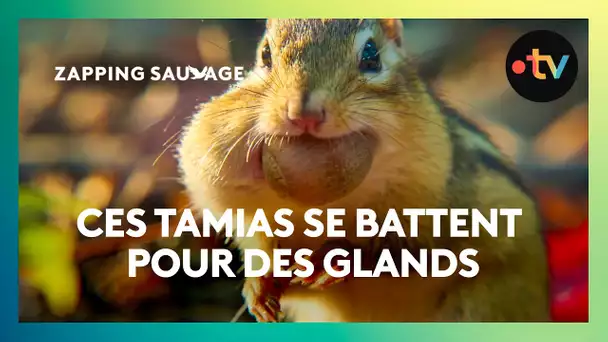 Féroce bataille pour récupérer un gland en territoire ennemi ! - ZAPPING SAUVAGE