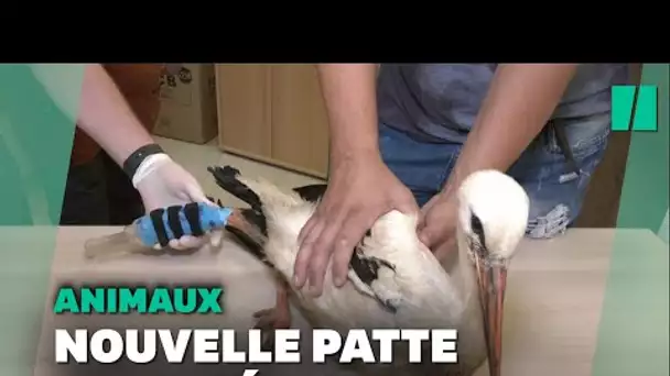 Cette cigogne vit avec une prothèse de patte imprimée en 3D