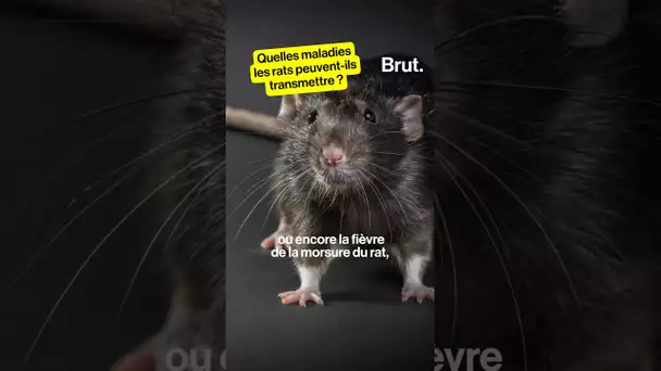 16 questions très simples sur les rats (3/16)