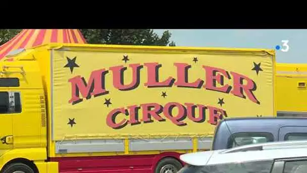 Polémique après l'installation du cirque Muller à Roques, près de Toulouse