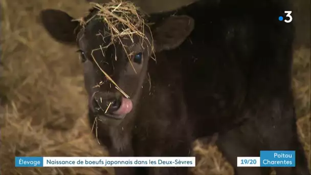 Producteurs de boeufs Wagyu dans les Deux-Sèvres