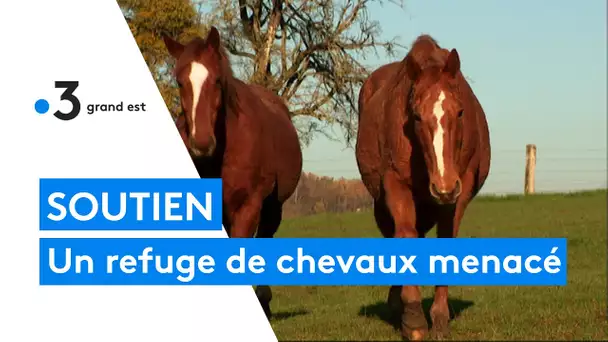 A Floing, un refuge de chevaux est menacé de disparition