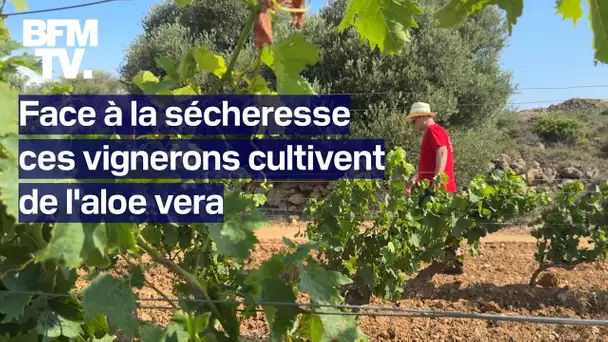 L'aloe vera, une solution originale, pour faire face à la sécheresse dans l'Aude