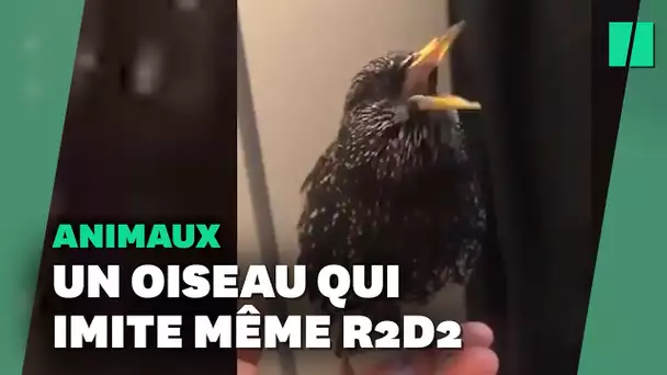 Les talents d'imitation de ce petit oiseau vont faire trembler Nicolas Canteloup