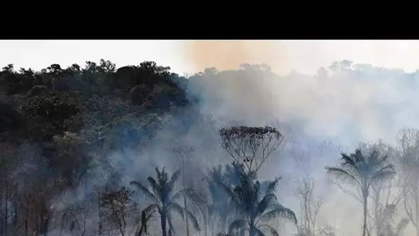 Déforestation en Amazonie : 2020, la pire année depuis 12 ans