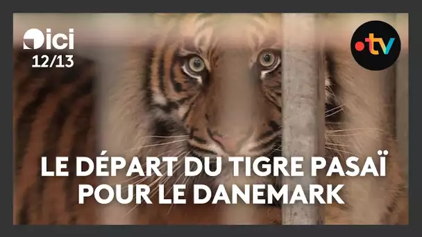 Le grand départ : le tigre de Sumatra du zoo d'Amiens met le cap sur le zoo d'Aalborg, au Danemark