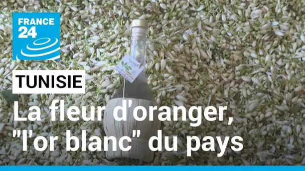 Tunisie : la fleur d'oranger, l'or blanc du pays • FRANCE 24