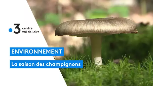 Sologne : la saison des champignons a démarré