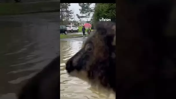 Tempêtes Éowyn et Herminia : à Rennes, des moutons évacués à cause des pluies