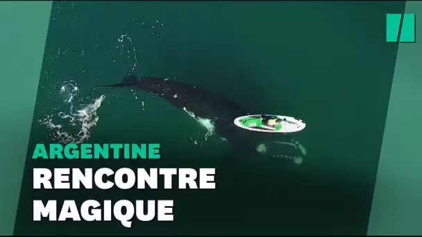 La vidéo spectaculaire d'une baleine jouant avec un paddle