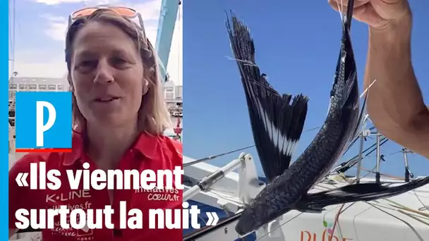 Vendée Globe : le poisson volant, le visiteur inattendu des skippers