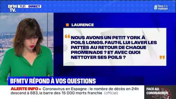 Nous avons un chien, avec quoi nettoyer ses poils?  BFMTV répond à vos questions