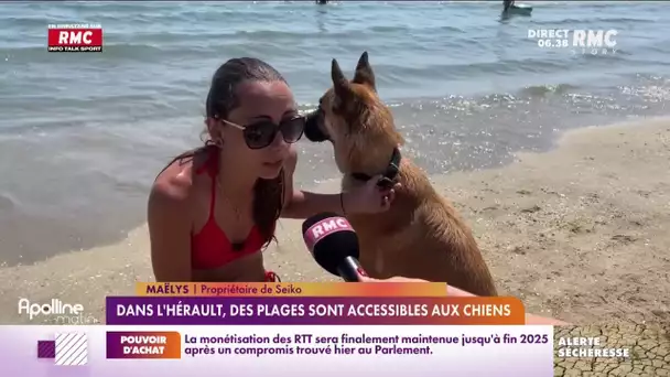 Dans l'Hérault, des plages sont accessibles aux chiens