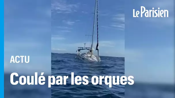 Bateau coulé par des orques : «C'est un jeu qui s'est transmis entre groupes d'animaux»