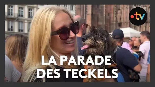 Insolite : la parade des teckels, "un chien n'a jamais un sale caractère, les maîtres oui"