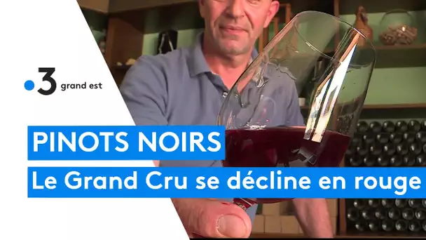 Deux pinots noirs obtiennent l'appellation Grand Cru en Alsace