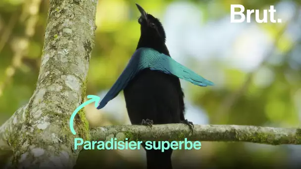 Comment le paradisier superbe attire les femelles ?