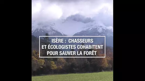 Isère: chasseurs et écologistes cohabitent pour sauver la forêt