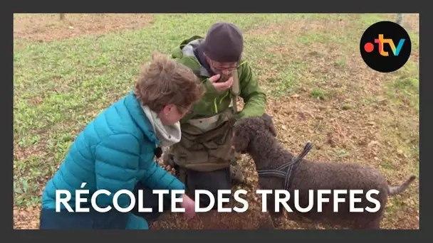 𓍊𓋼𓍊𓋼𓍊 La saison des truffes a commencé