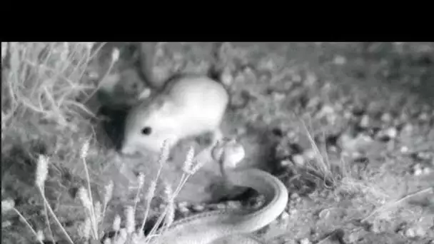 Face à un serpent, le geste incroyable de ce rat lui sauve la vie