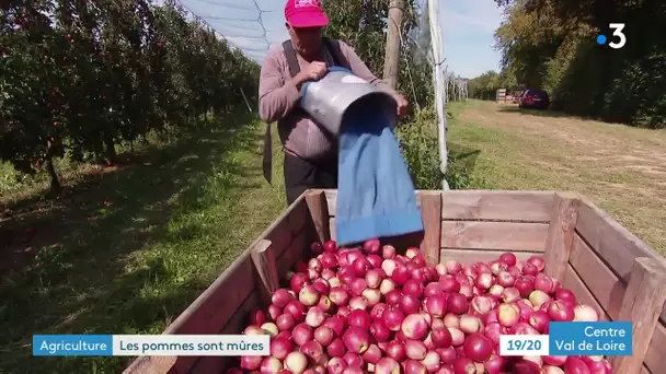Saint-Martin-d'Auxigny dans le Cher : c'est l'heure de la récolte de pommes
