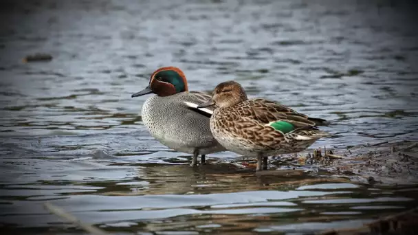 Environnement : comptage des oiseaux hivernants en Touraine