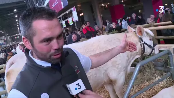 Salon de l'agriculture 2020 : les Charolaises, stars du salon