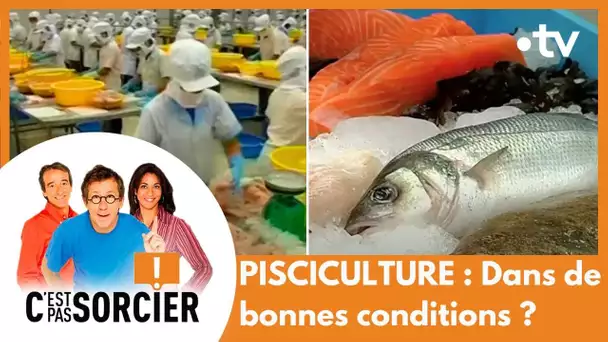 PISCICULTURE : Dans de bonnes conditions ? - C'est pas sorcier [Intégrale]