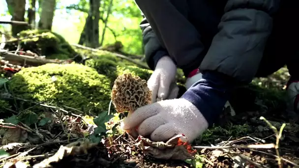 A fond sur le champignon