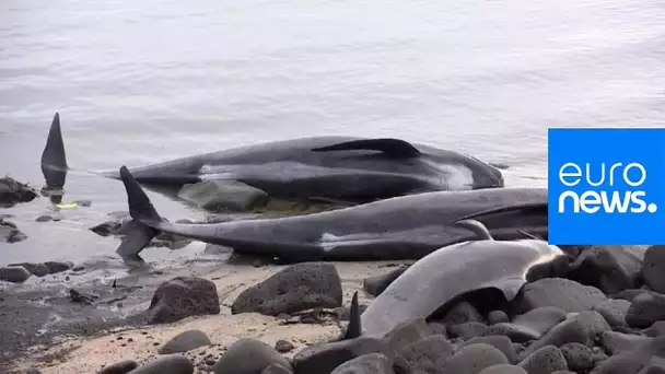 Islande : échouage à répétition de baleines-pilotes